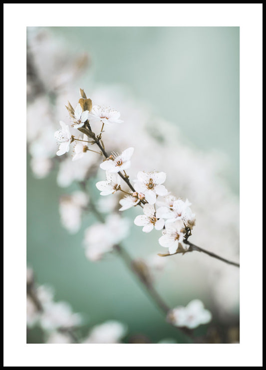 Watercolor spring cherry blossom poster for nursery and home wall decor.