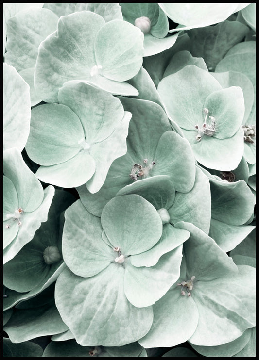 Watercolor hydrangea flower poster for nursery and home wall decor.