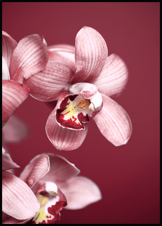 Watercolor pink orchid poster for nursery and home wall decor.