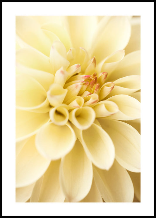 Watercolor yellow dahlia poster for nursery and home wall decor.