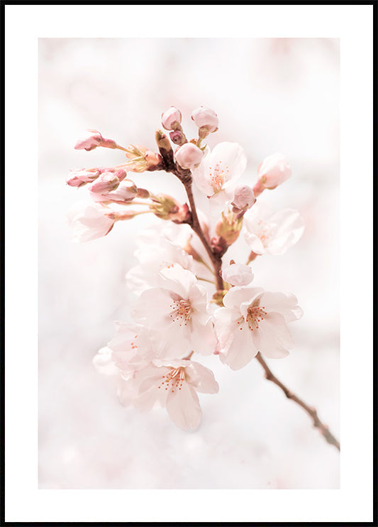Watercolor cherry in bloom poster for nursery and home wall decor.