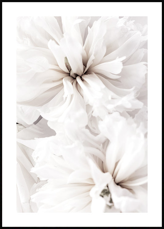 Watercolor white calm flowers poster for nursery and home wall decor.