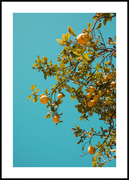 Watercolor oranges in the blue poster for nursery and home wall decor.