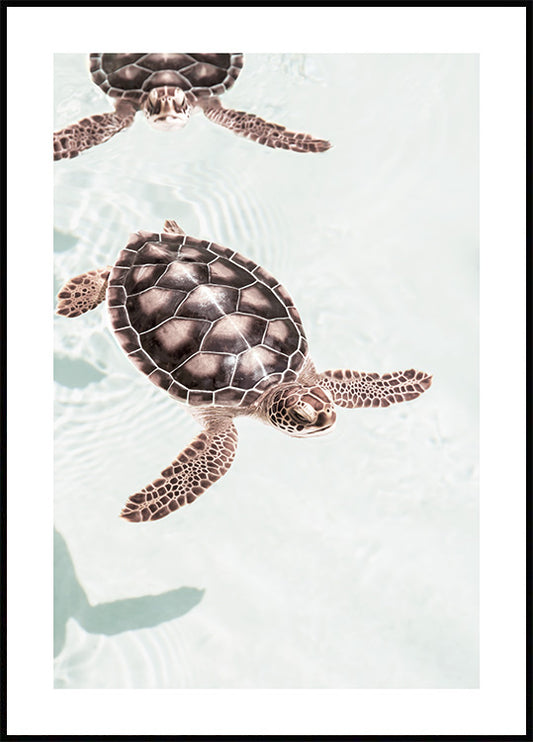 Watercolor swimming turtles poster for nursery and home wall decor.