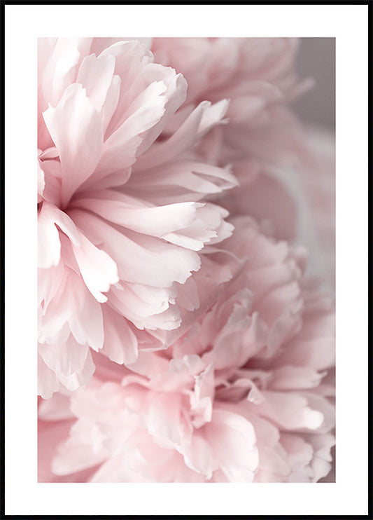 Watercolor pink peonies close up poster for nursery and home wall decor.