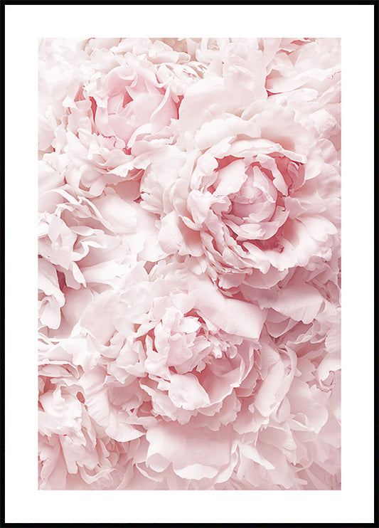 Watercolor soft pink peonies poster for nursery and home wall decor.