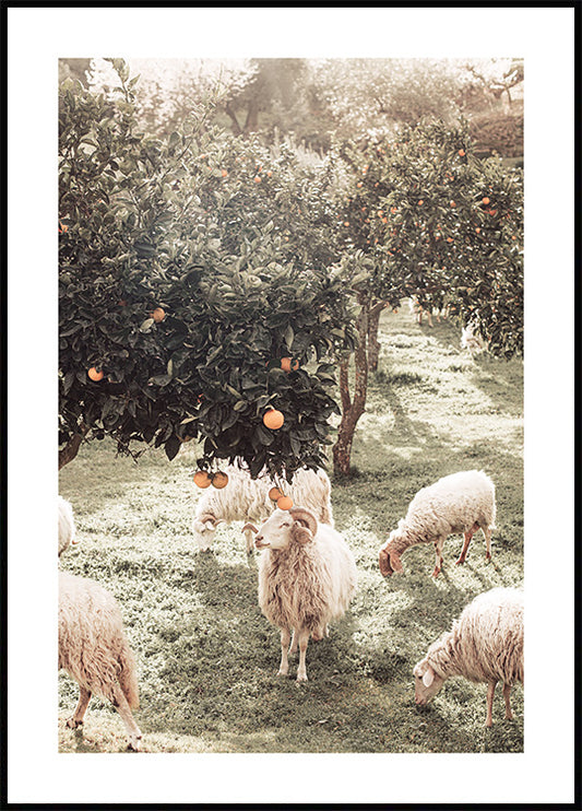 Watercolor sheep and orange tree poster for nursery and home wall decor.