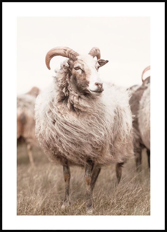 Watercolor sheep on meadow poster for nursery and home wall decor.