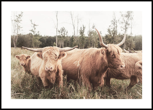 Watercolor highland cattle flock poster for nursery and home wall decor.