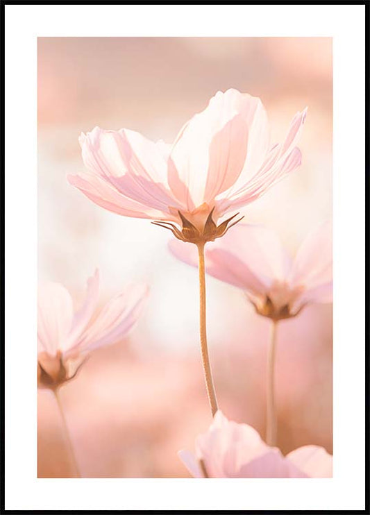 Pink Flowers in Sunlight Poster