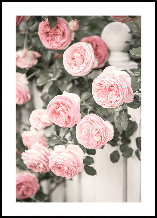 Watercolor garden roses poster for nursery and home wall decor.