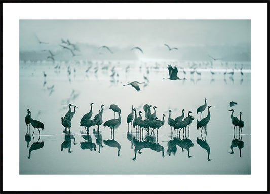 Watercolor cranes on morning lake poster for nursery and home wall decor.