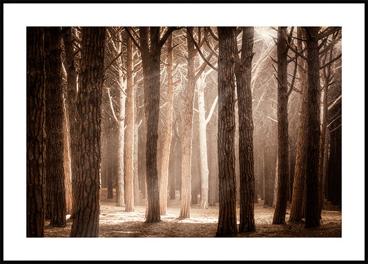 Watercolor magical forest sunlight poster for nursery and home wall decor.