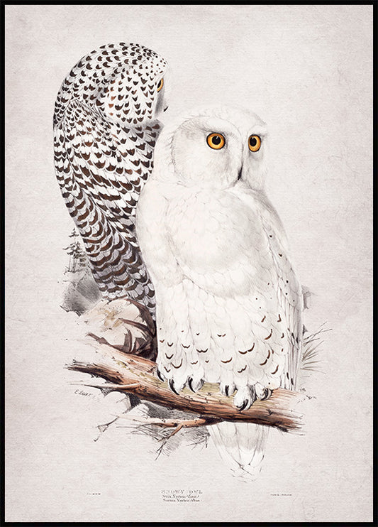 Watercolor snowy owl poster for nursery and home wall decor.