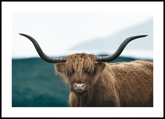 Wild Highland Cattle Poster