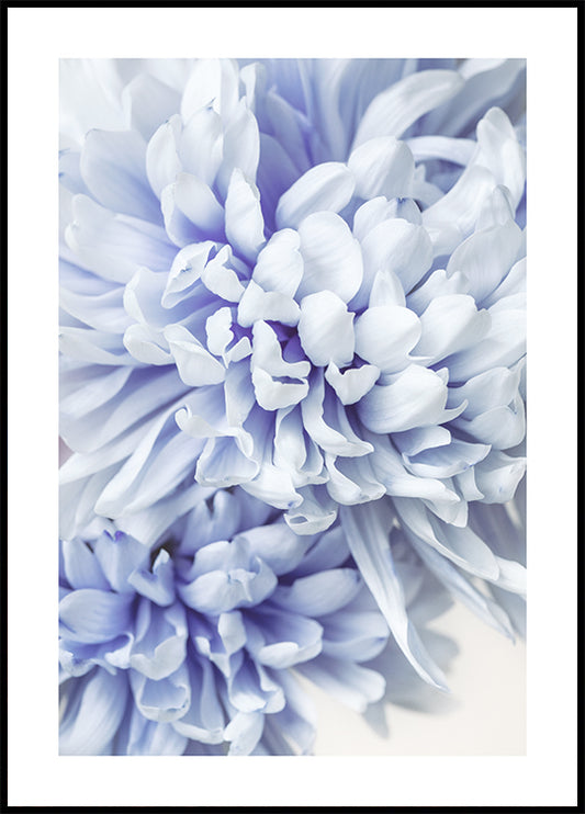Watercolor blue chrysanthemums poster for nursery and home wall decor.