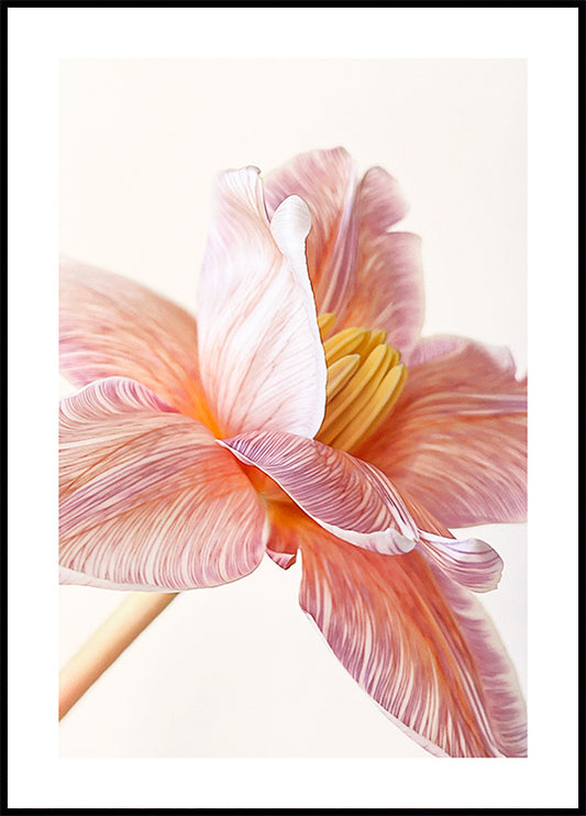 Brownie Tulip Poster