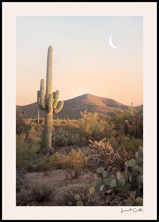 Sunset Cactus Poster