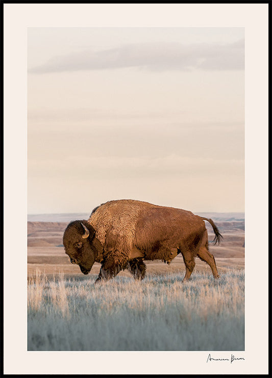 Watercolor american bison poster for nursery and home wall decor.