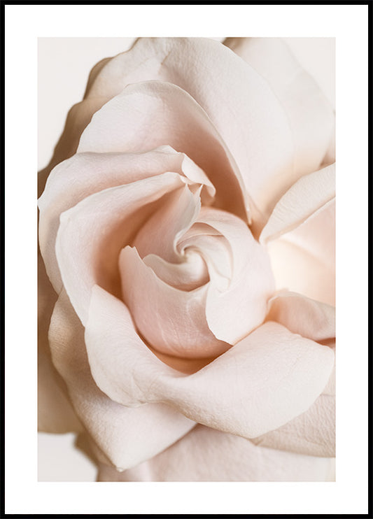 Rose in Bloom Poster