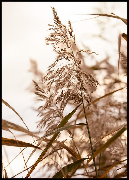 Watercolor reeds in sunrise poster for nursery and home wall decor.
