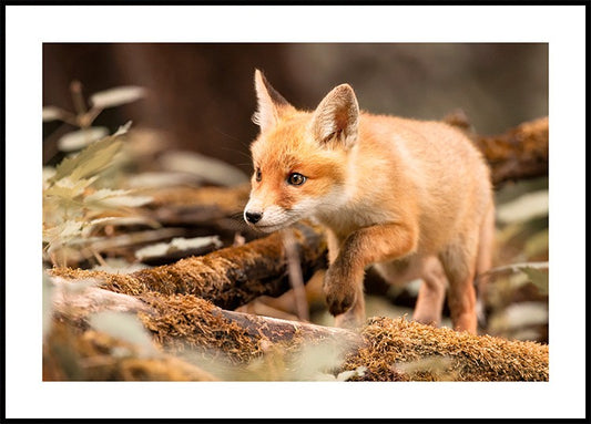 Watercolor forest fox poster for nursery and home wall decor.