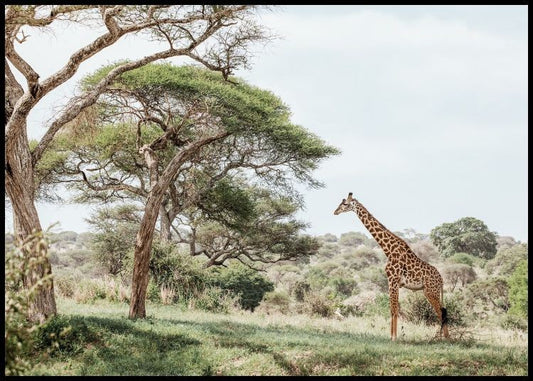 Watercolor giraffe in landscape poster for nursery and home wall decor.