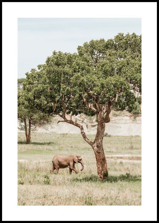 Elephant and a Tree Poster