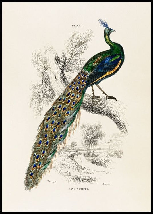 Watercolor peafowl portrait poster for nursery and home wall decor.