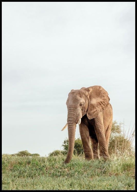 Safari Elephant Poster