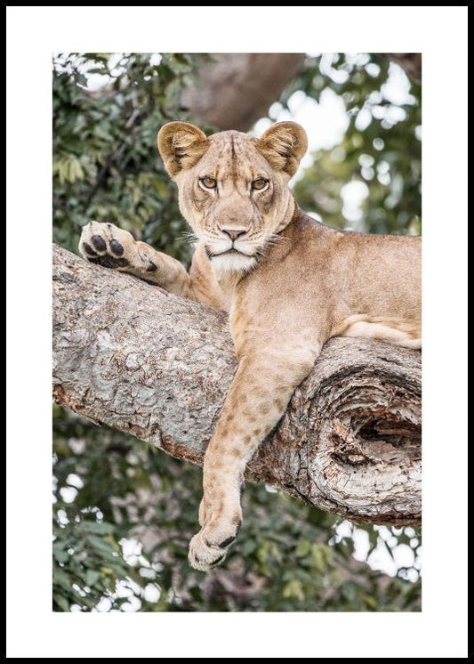 Watercolor relaxing lioness poster for nursery and home wall decor.