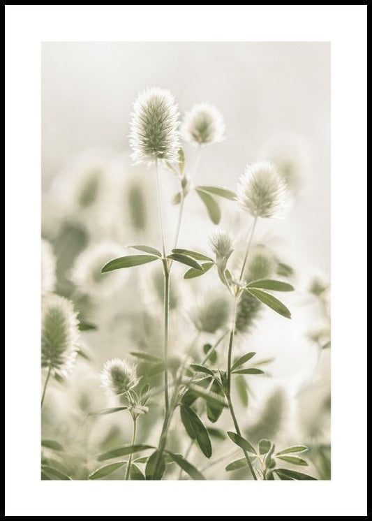 Watercolor hare's-foot clover poster for nursery and home wall decor.