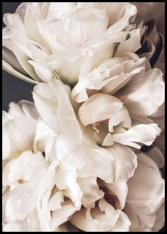 Watercolor peonies in bloom poster for nursery and home wall decor.