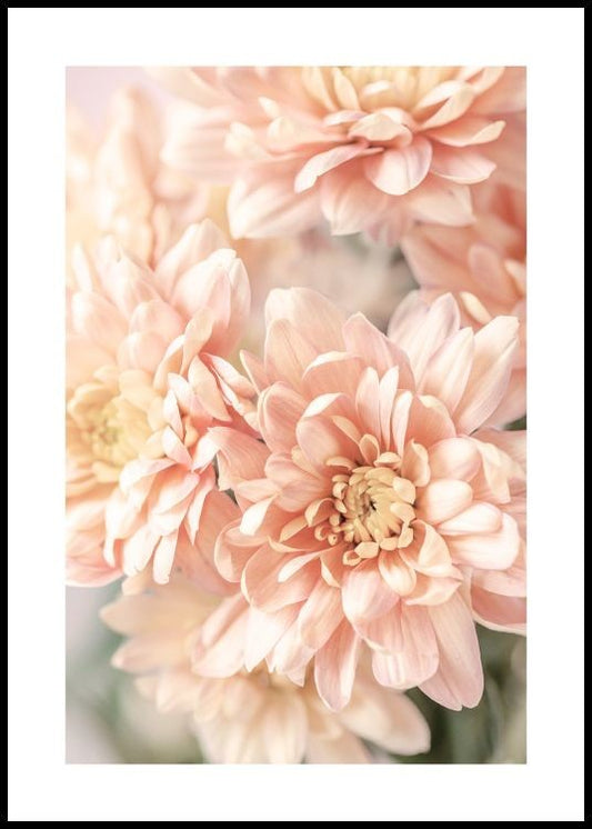 Watercolor pastel dahlias poster for nursery and home wall decor.