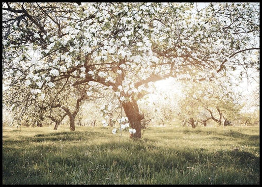 Watercolor blooming trees in sunlight poster for nursery and home wall decor.