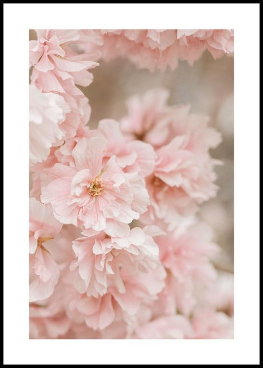 Watercolor pink cherry blossom poster for nursery and home wall decor.