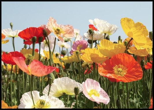 Watercolor field of flowers poster for nursery and home wall decor.