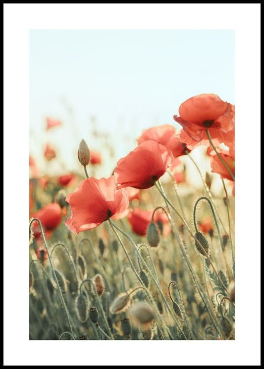 Watercolor field of poppies poster for nursery and home wall decor.