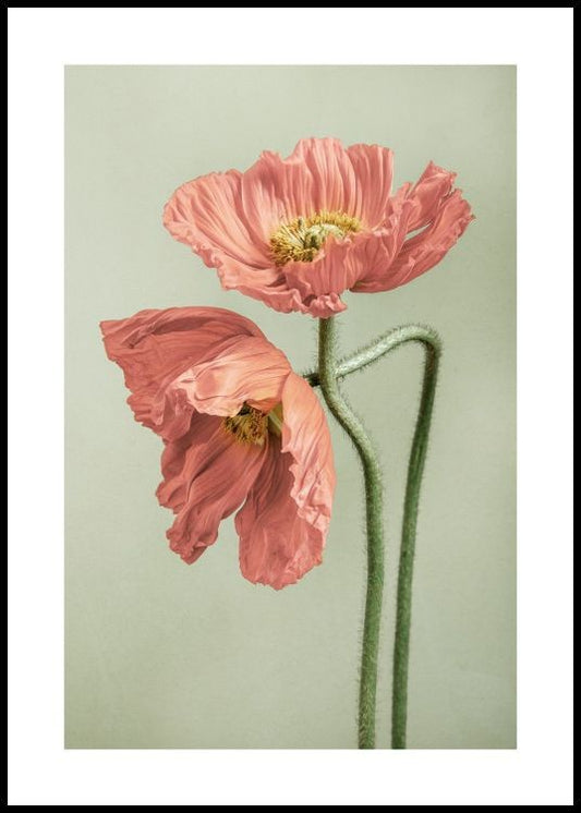 Watercolor poppy couple poster for nursery and home wall decor.