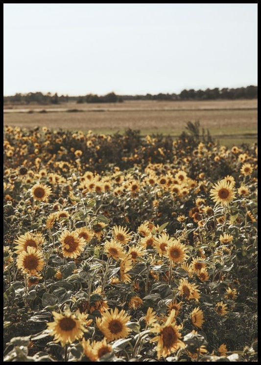Watercolor field of sunflowers poster for nursery and home wall decor.