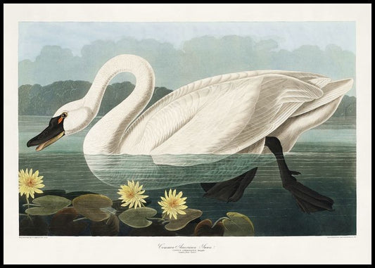 Watercolor vintage swan poster for nursery and home wall decor.