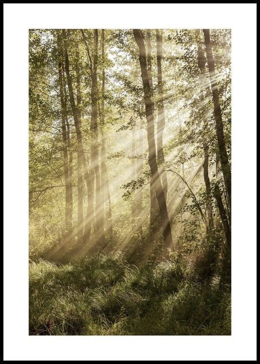 Sunlit Forest Poster