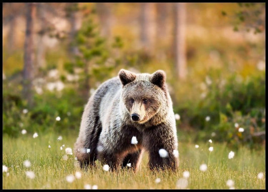 Watercolor bear in meadow poster for nursery and home wall decor.
