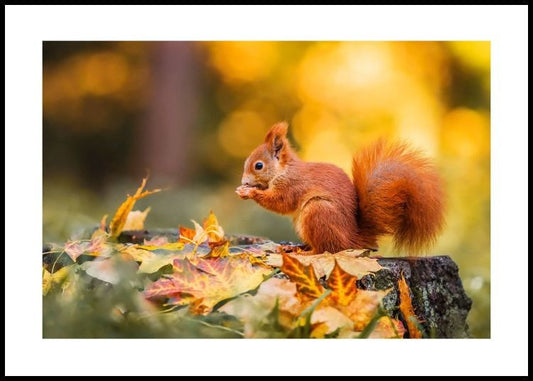 Autumn Squirrel Poster